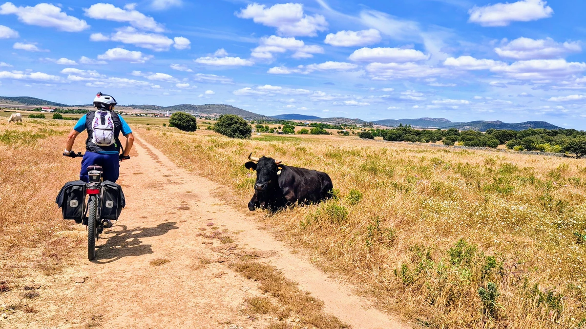 Ganado en la Vía de la Plata camino de Cáceres